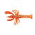 Orange Belly Shrimp