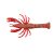 Red Belly Shrimp