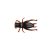 Cricket Brown