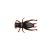 Cricket Brown