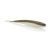 Gizzard Shad