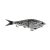 Crappie