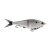 Hickory Shad