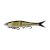 Golden Shiner