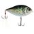 Crappie