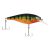 Flashy Perch