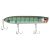 HD Pinfish