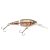 HD Blacknose Dace