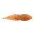 Pumpkinseed
