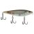 Mangrove Minnow