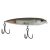 Mangrove Minnow