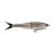 Hickory Shad