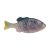 HD Menhaden