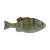 HD Pinfish