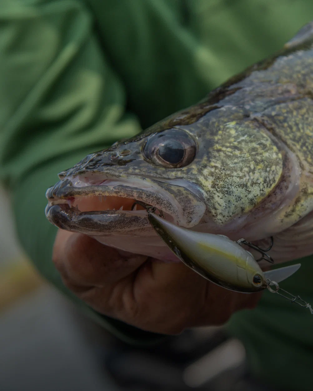 Walleye fishing