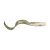 Sardine