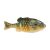HD Pumpkinseed