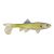 Chartreuse Shad